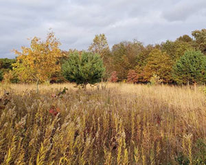 Image of a Fall prairie plant habitat at Welty Center with trees and tall grasses.