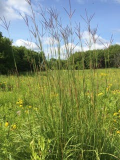 image of prairie plants on a sunny day at Kishwauketoe Nature Conservancy