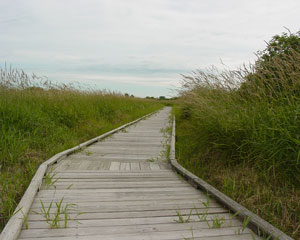 Image of a boardwalk and wetland habitat at park