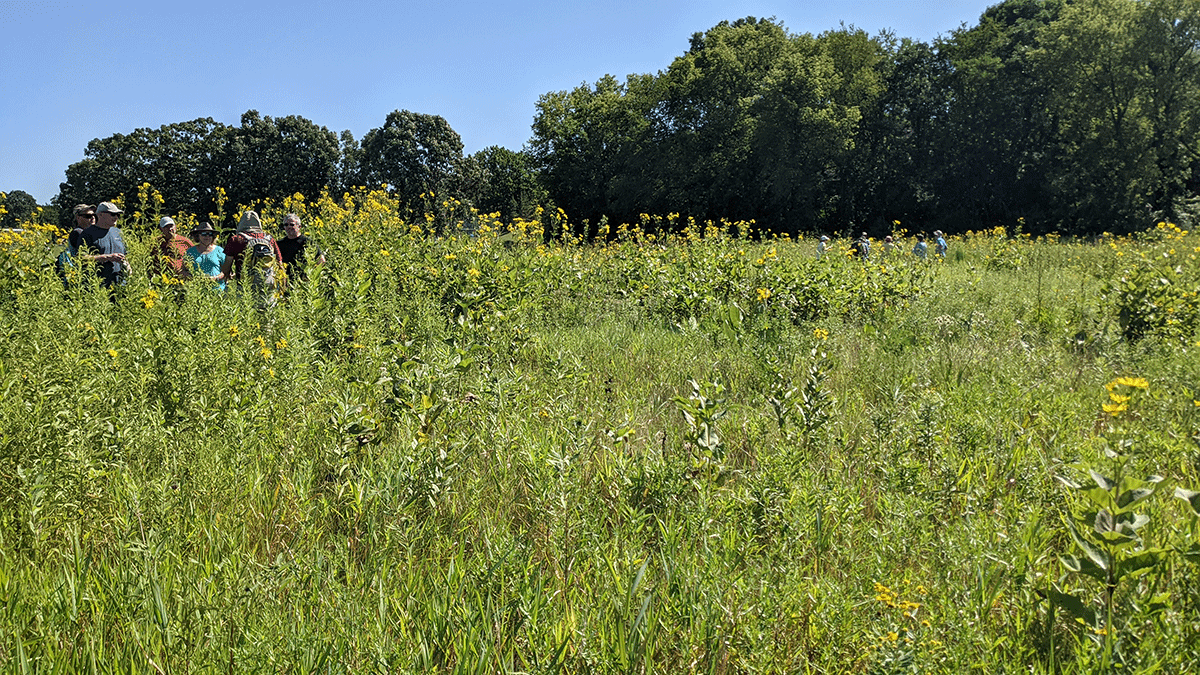 a group of people in summer clothing, sun hats and sunglasses stand in a prairie that has tall yellow flowers and green vegetation. There are mature trees in the background and the sky is bright blue.