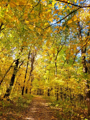 A dirt path leading into a forest with the leaves starting to change for fall