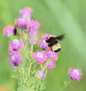 A bumble bee hovers over a purple prairie clover flower