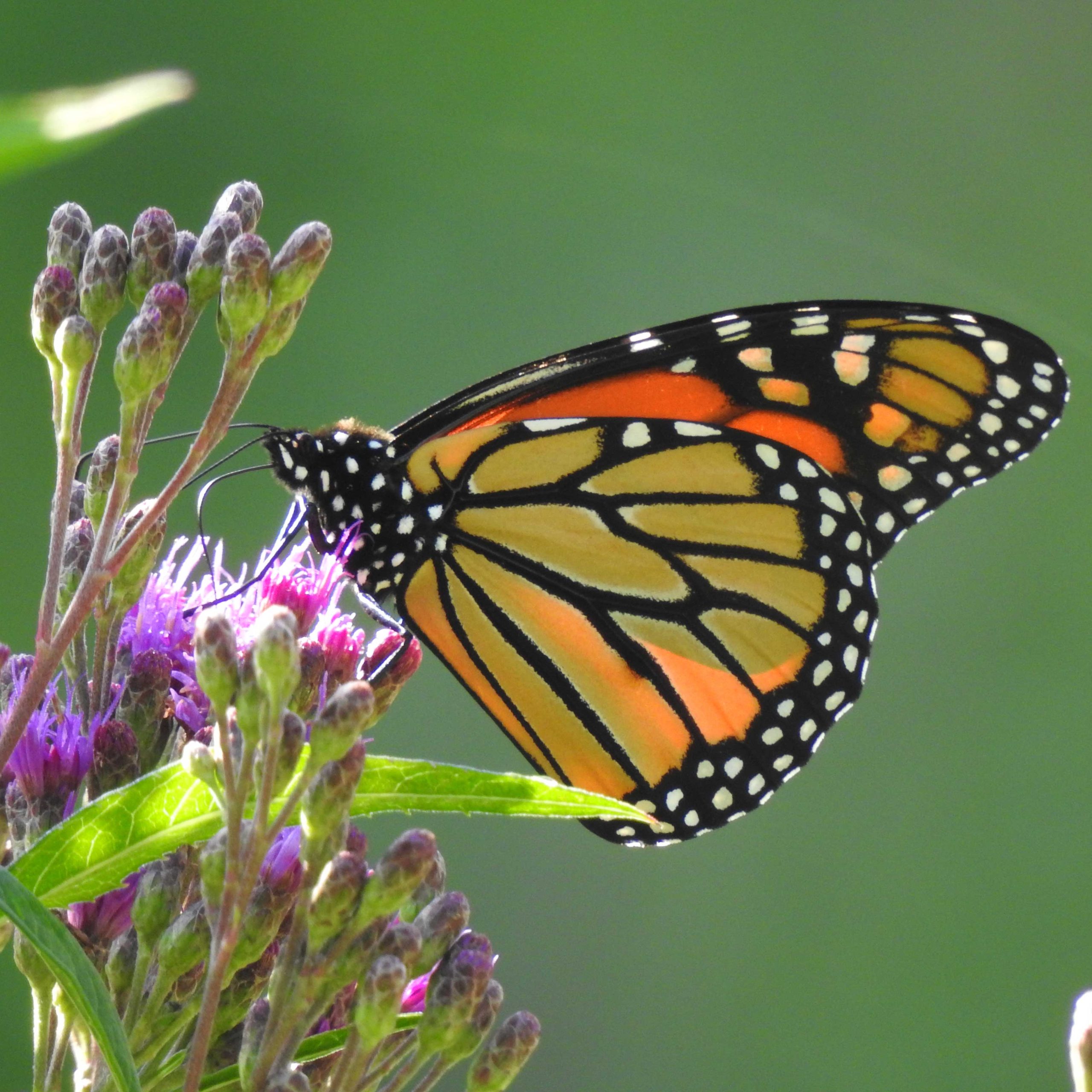A black, orange and white butterfly, called a Monarch, sits on top of purple flowers.