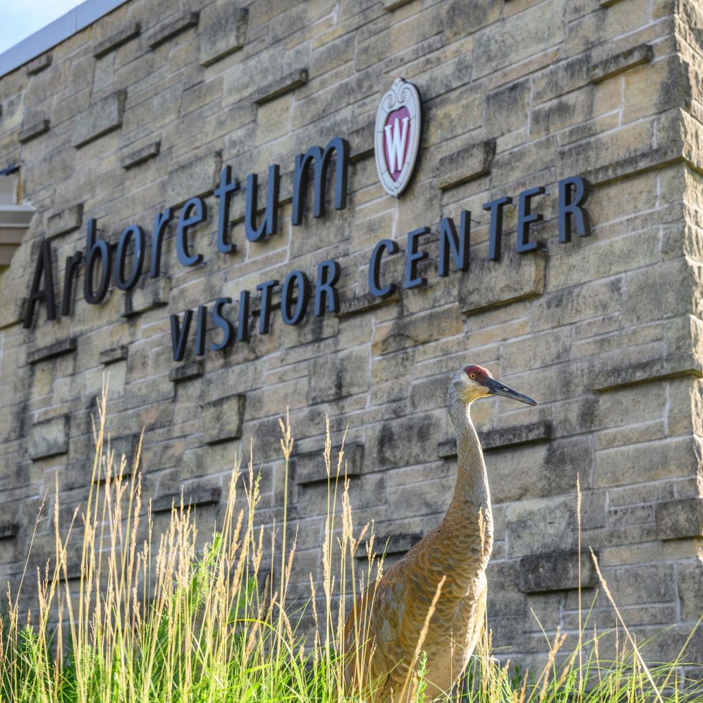 a brick wall with a sign that says Arboretum Visitor Center and a Sandhill Crane bird is standing in the grass in the foreground