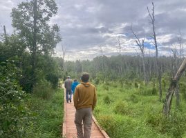 people walking away from the camera on a boardwalk with green plants on each side